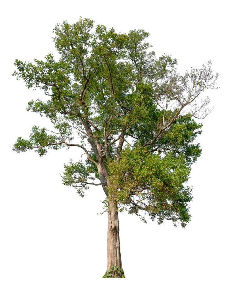 Albero-FSC